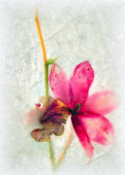 Photograph Michel Bochet Merand Orchys on One Eyeland